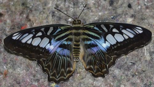 Réf. 228 947 : Parthenos sylvia